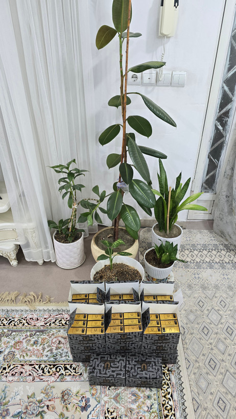 پنکک لاکچری کوین شماره ۱۰۴